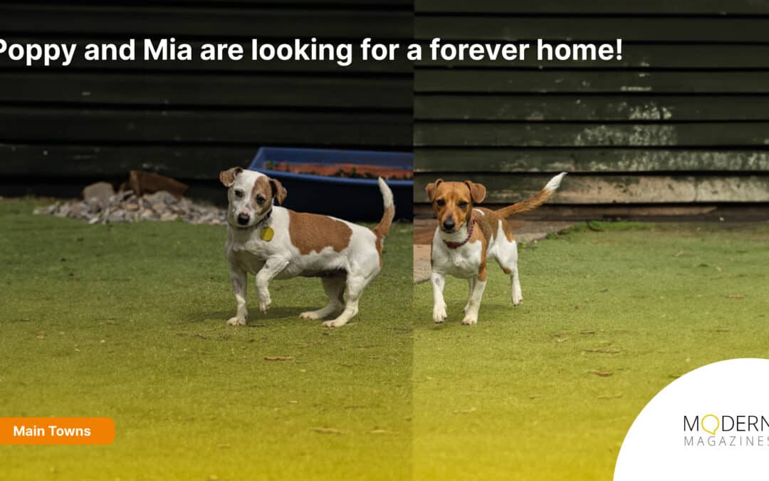 Waggy Tails – Poppy and Mia are looking for a forever home!