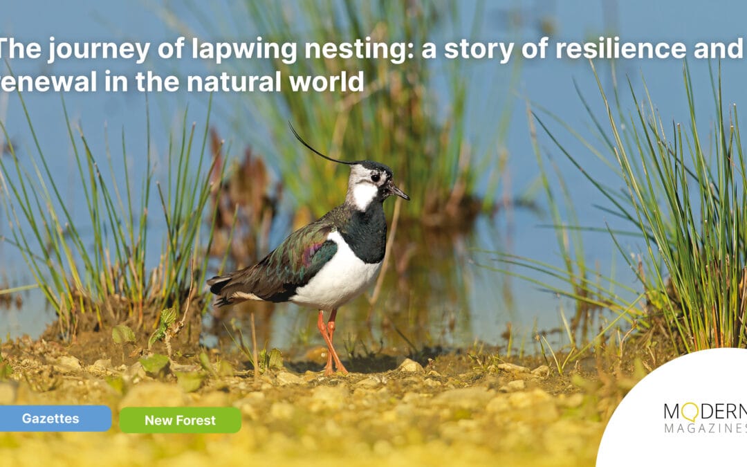 The journey of lapwing nesting: a story of resilience and renewal in the natural world