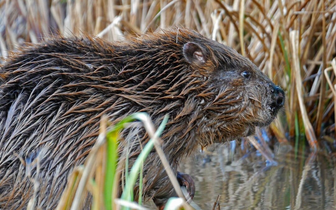 Beavers living on the River Stour and Dorset Beaver Management Group