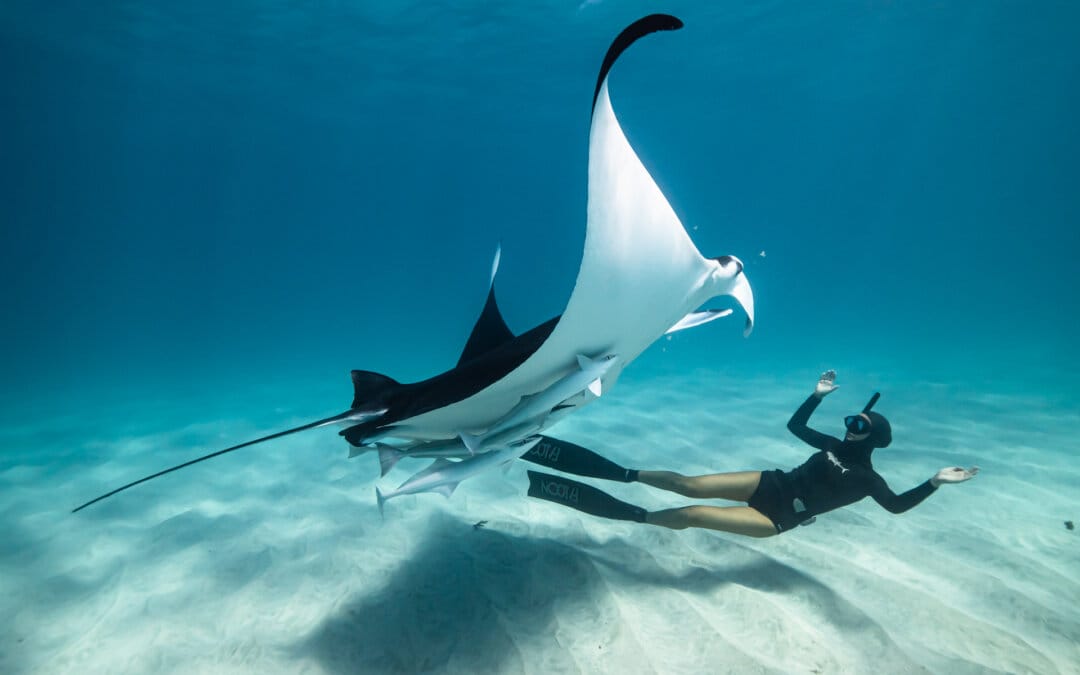 Ocean Film World Tour  Festival hits the UK!