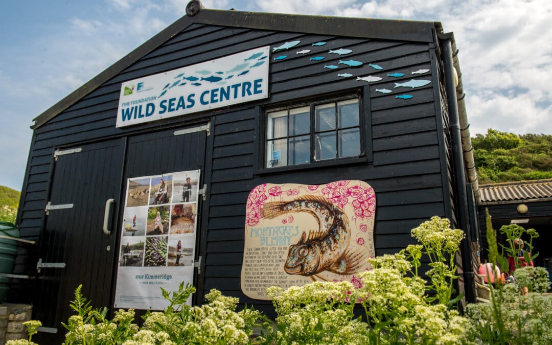 National Marine Week 2024: Celebrating UK Seas