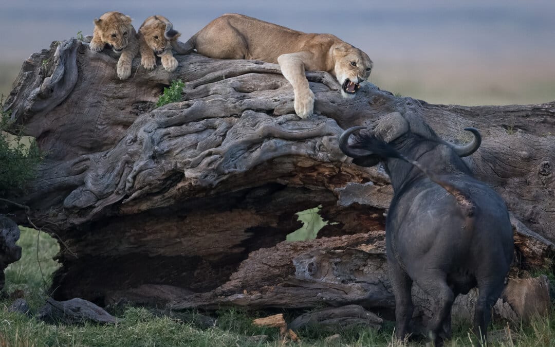 Wildlife Photographer of the Year