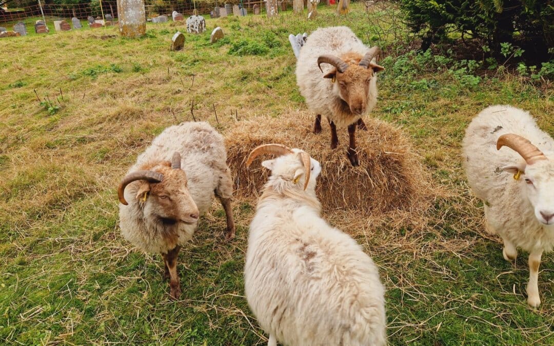 St Wolfrida’s, Horton, Flockreport