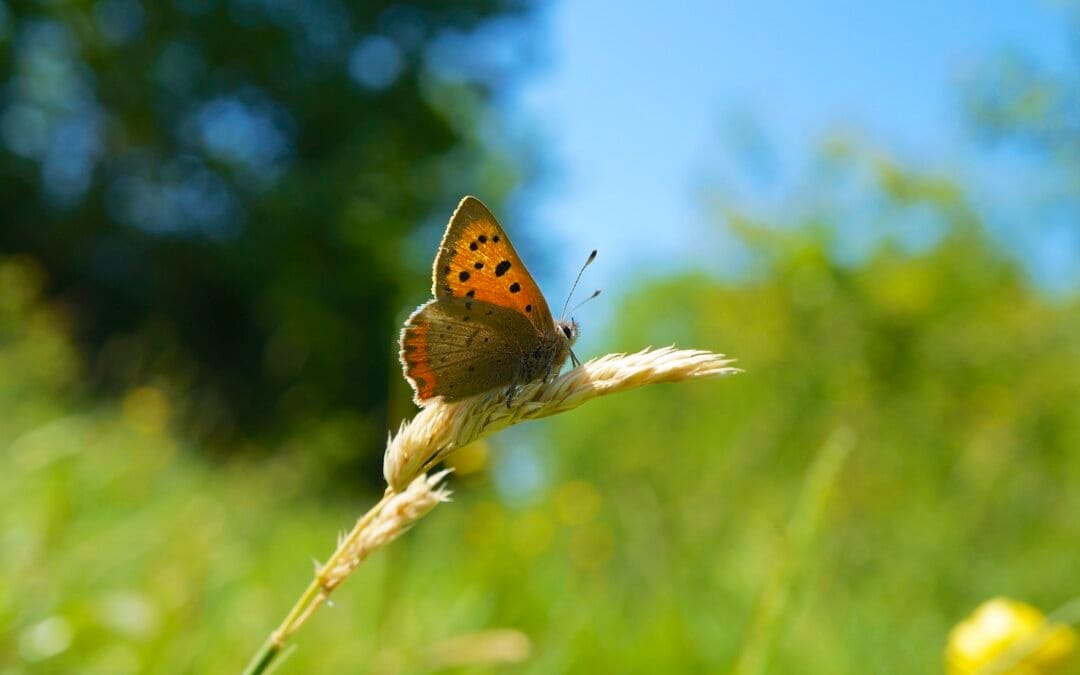 Will butterfly populations “bounce back”? Creating a wildlife haven in your garden could help