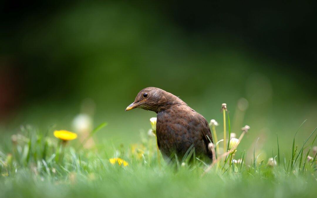HIWWT launches biggest-ever citizen science project