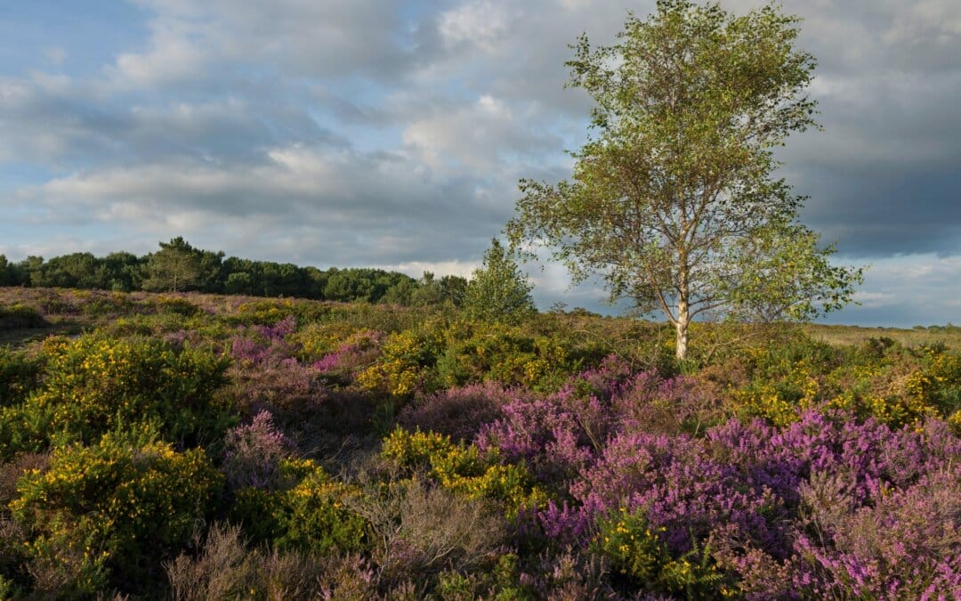 ‘Love your Heath’ – a FREE community event for young people on 30 July at Upton Heath