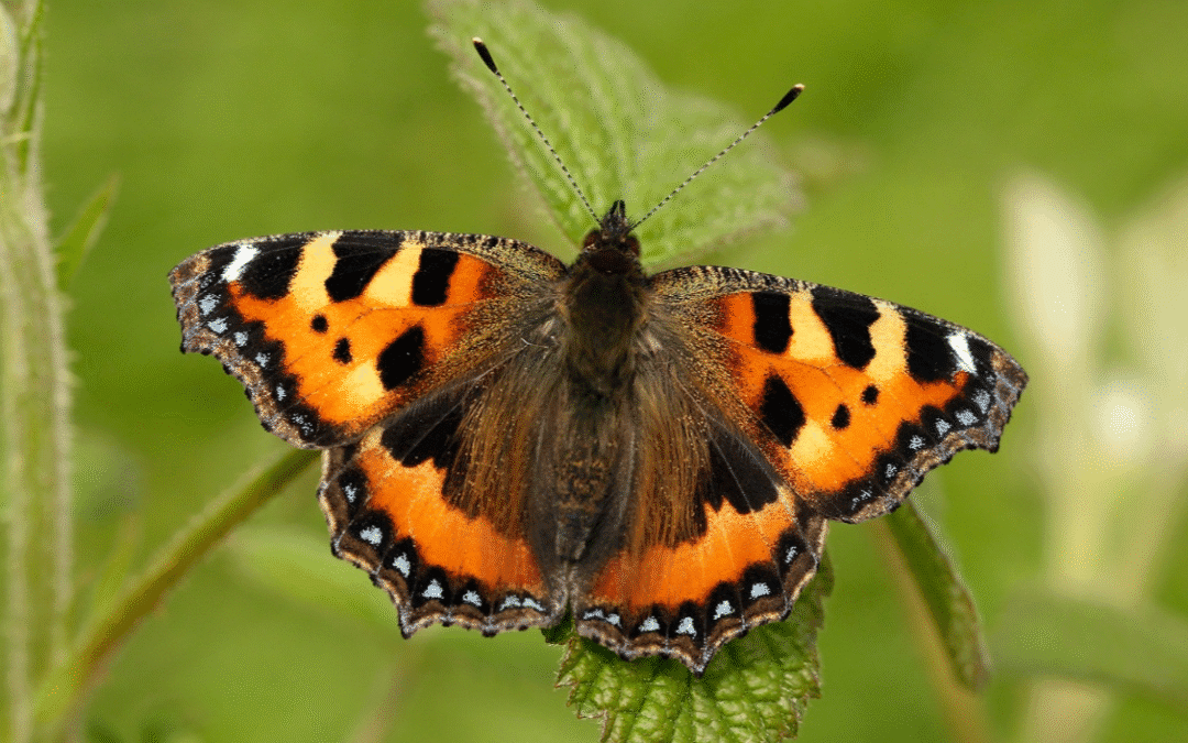 Hampshire’s butterflies need help – will you join the butterfly rescue mission?