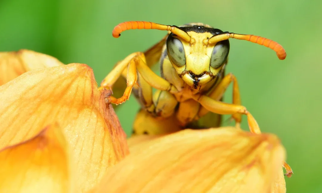 To work with nature, to save our planet, we need to understand some of the main players