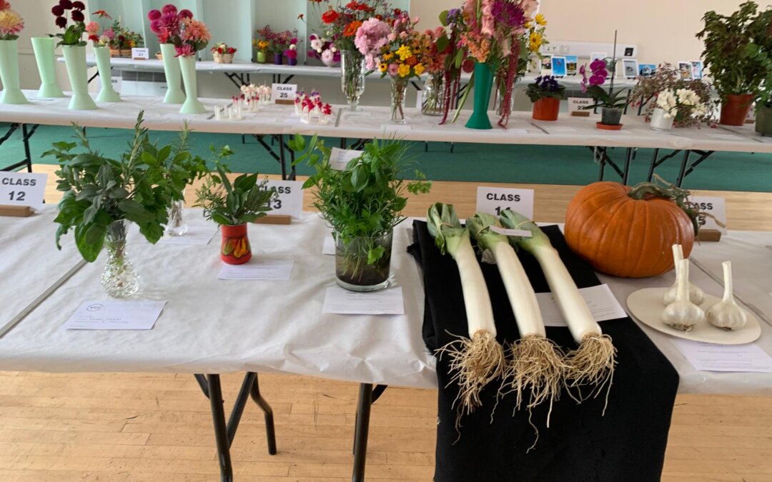Wimborne Gardening Club Late Summer Show Saturday 30th August 2025