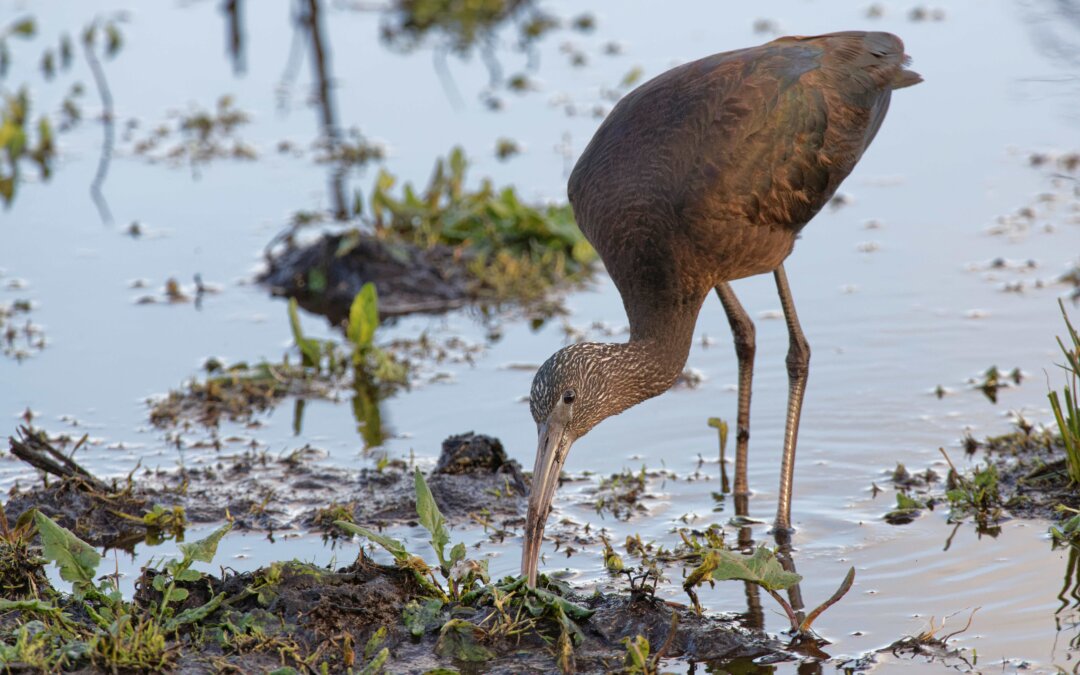 Feathers that catch the winter sun