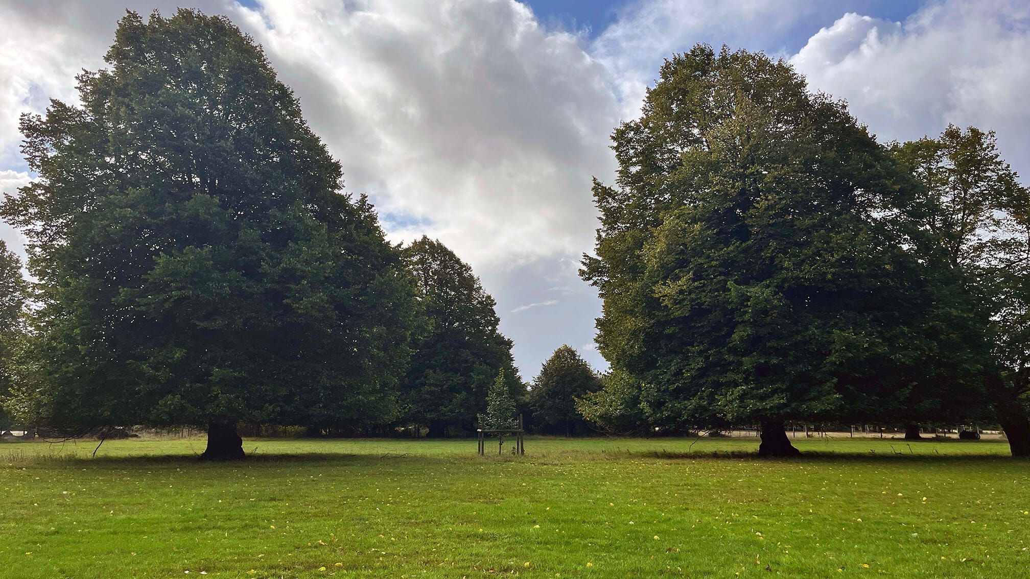 Brockenhurst Park restoration boosts nature and climate resilience