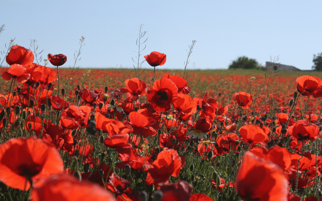 Wimborne Minster Town Council Remembrance Day Service and Parade