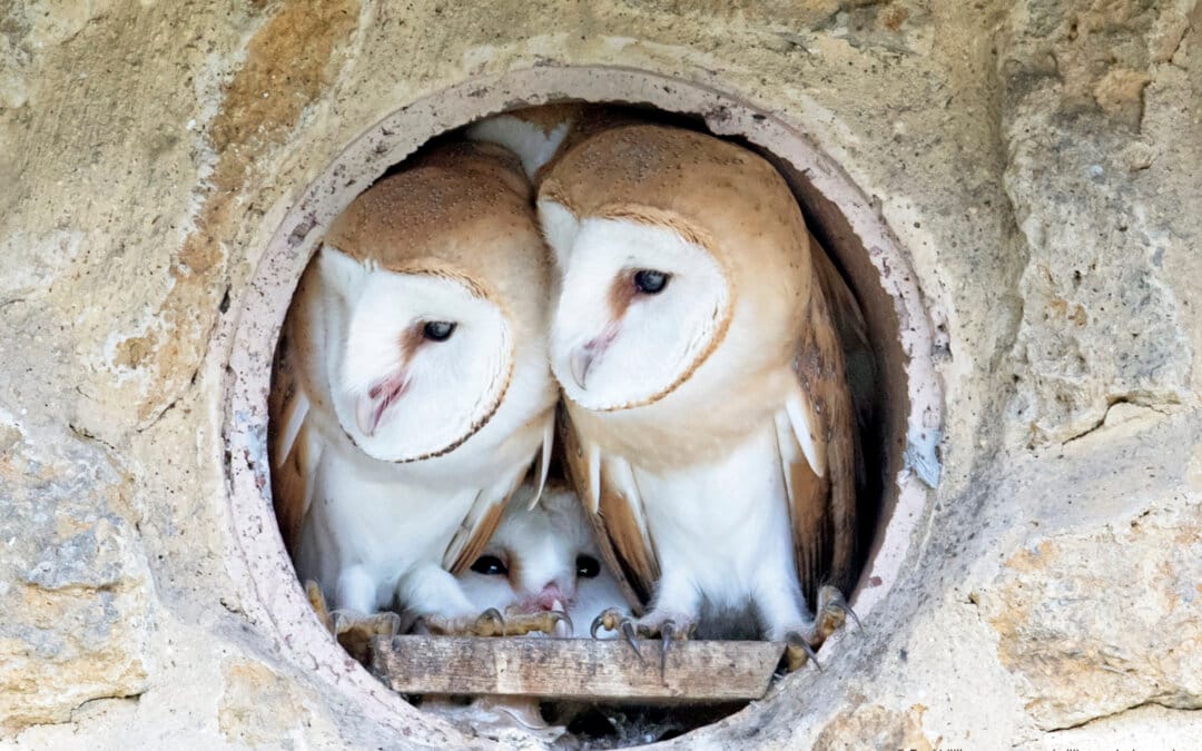 Give the gift of Wildlife this Christmas