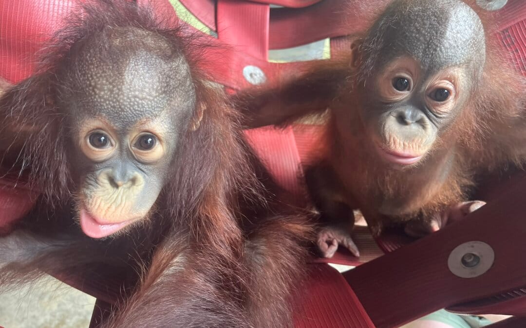 Monkey World is all about families