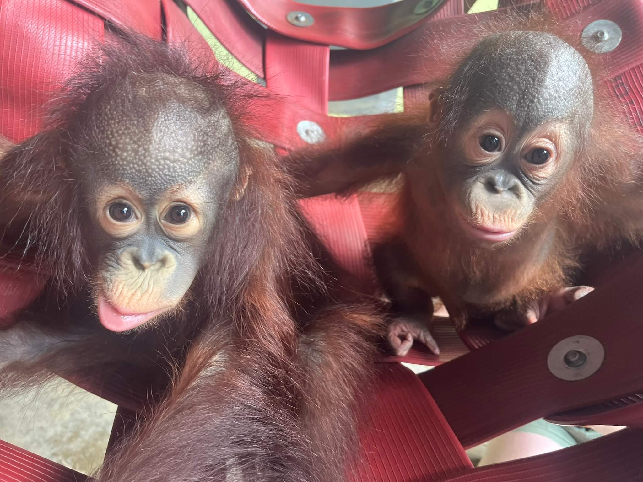 Monkey World is all about families