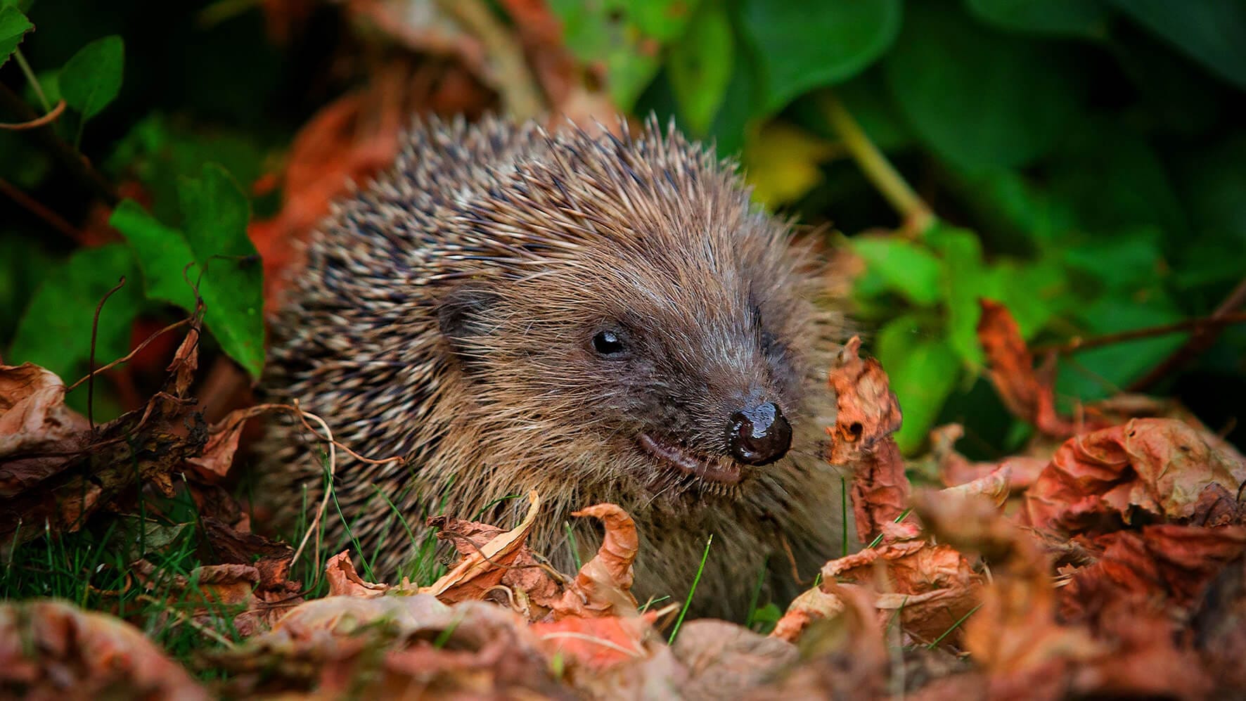 Rustles in the Leaves