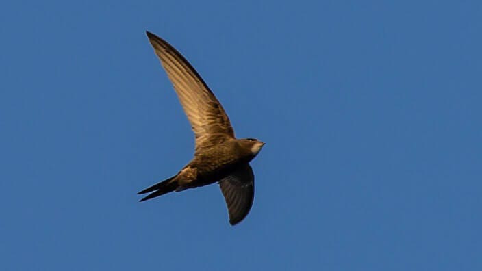 Think Swifts…