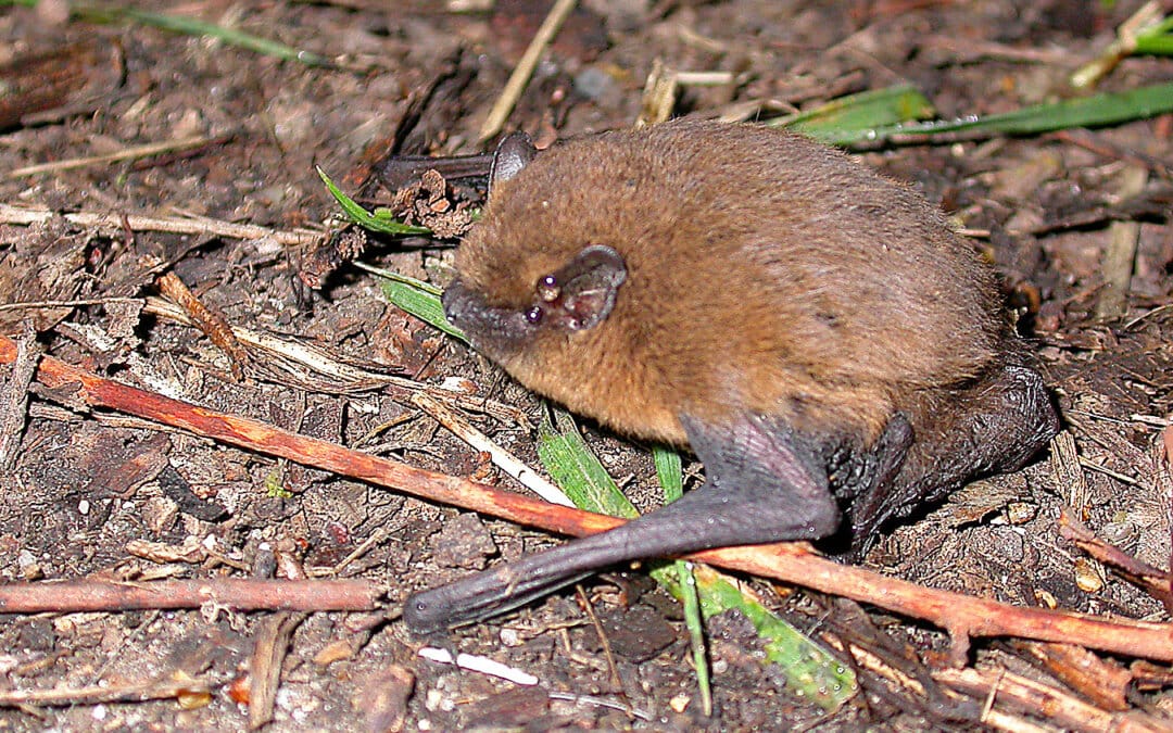 Bats to Benefit from New Forest Nature Recovery Project