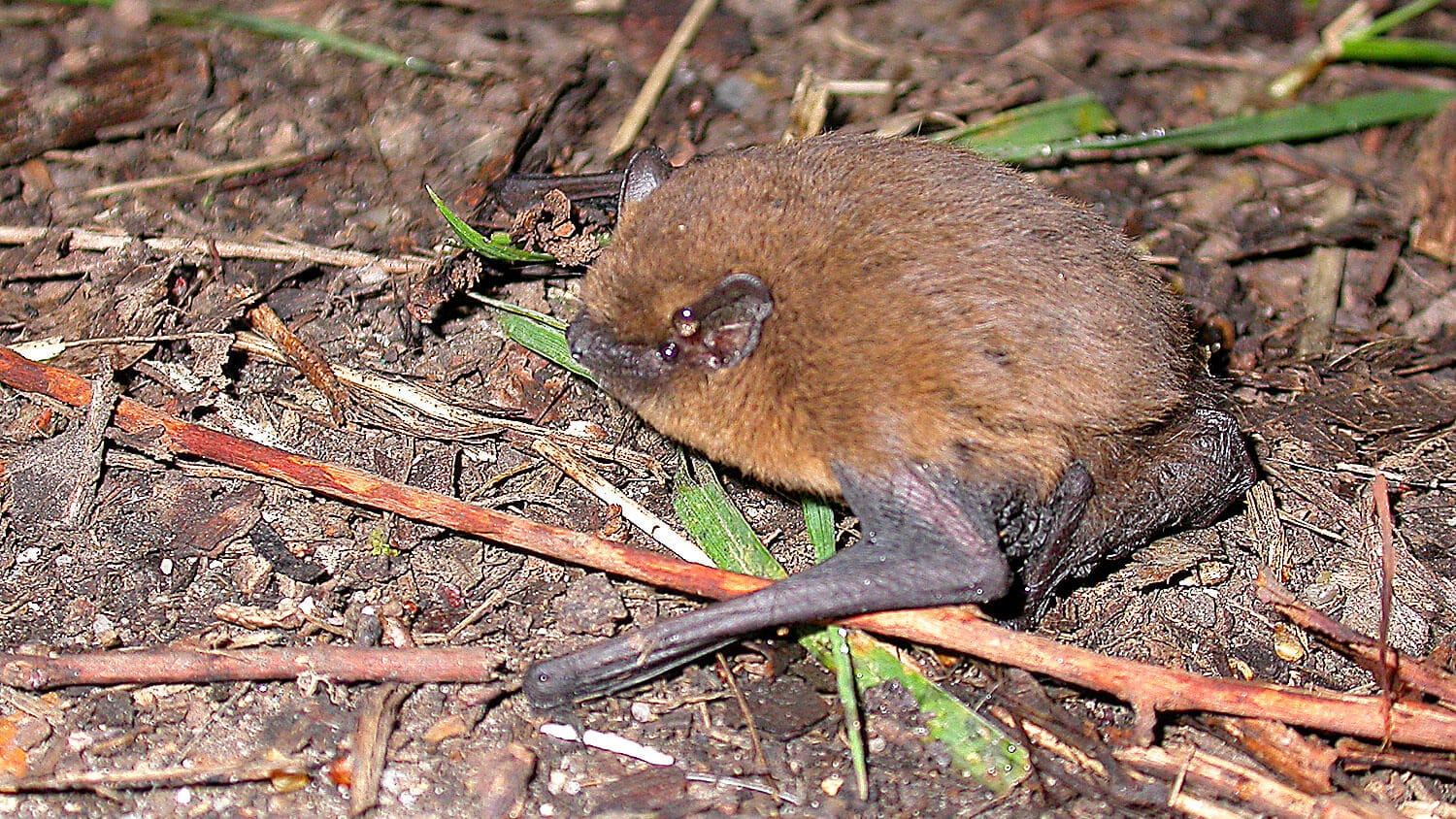 Bats to Benefit from New Forest Nature Recovery Project