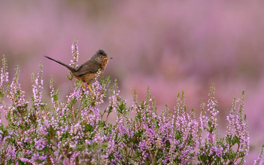 Protecting Dorset’s Heathland Wildlife