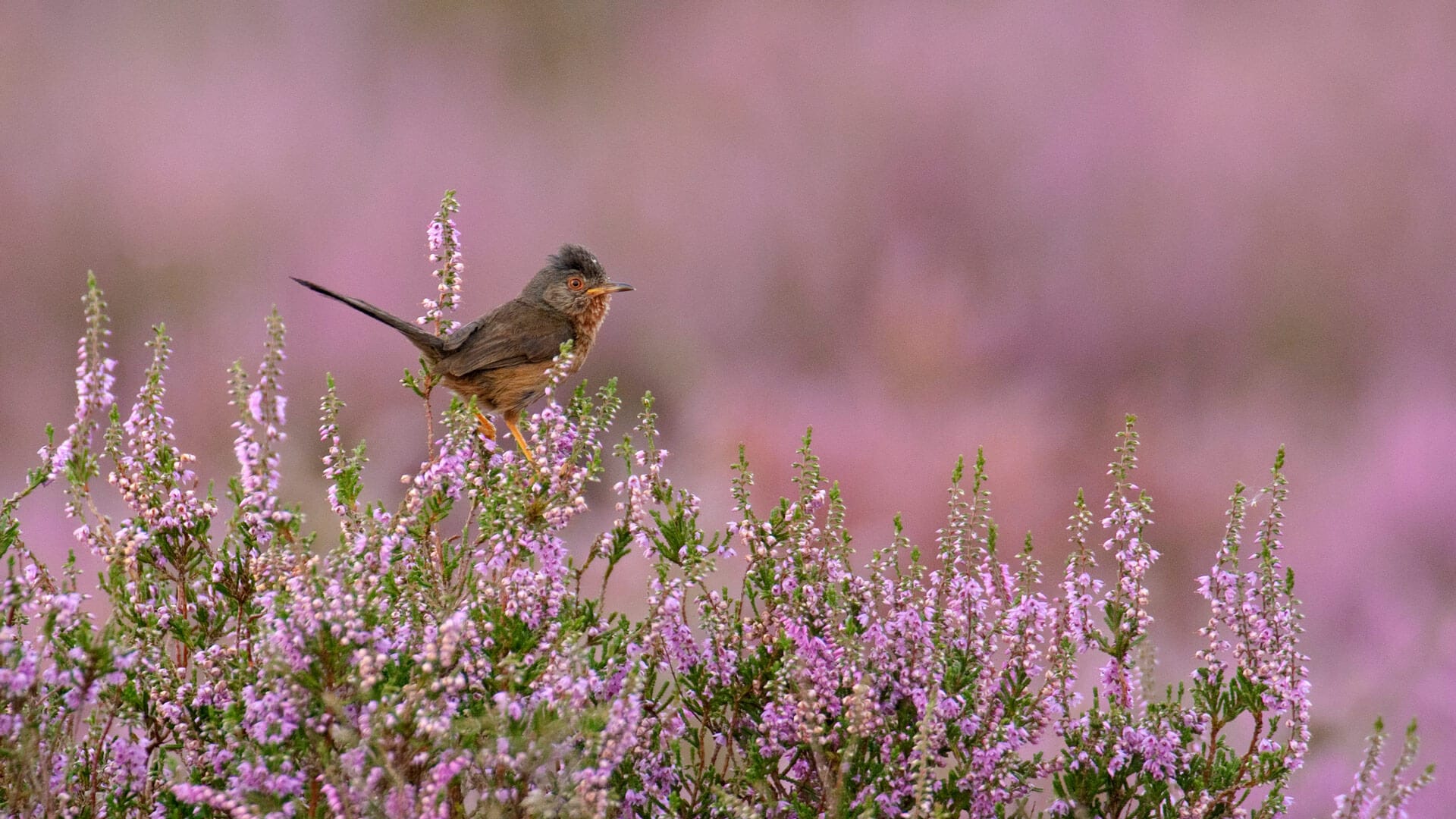 Protecting Dorset’s Heathland Wildlife