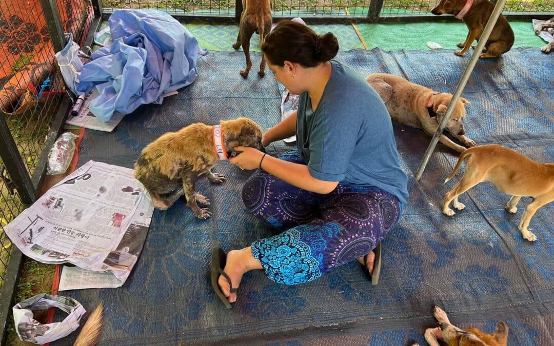 Dorchester NHS Practitioner Helps Save 175 Animals in Sri Lanka Clinic