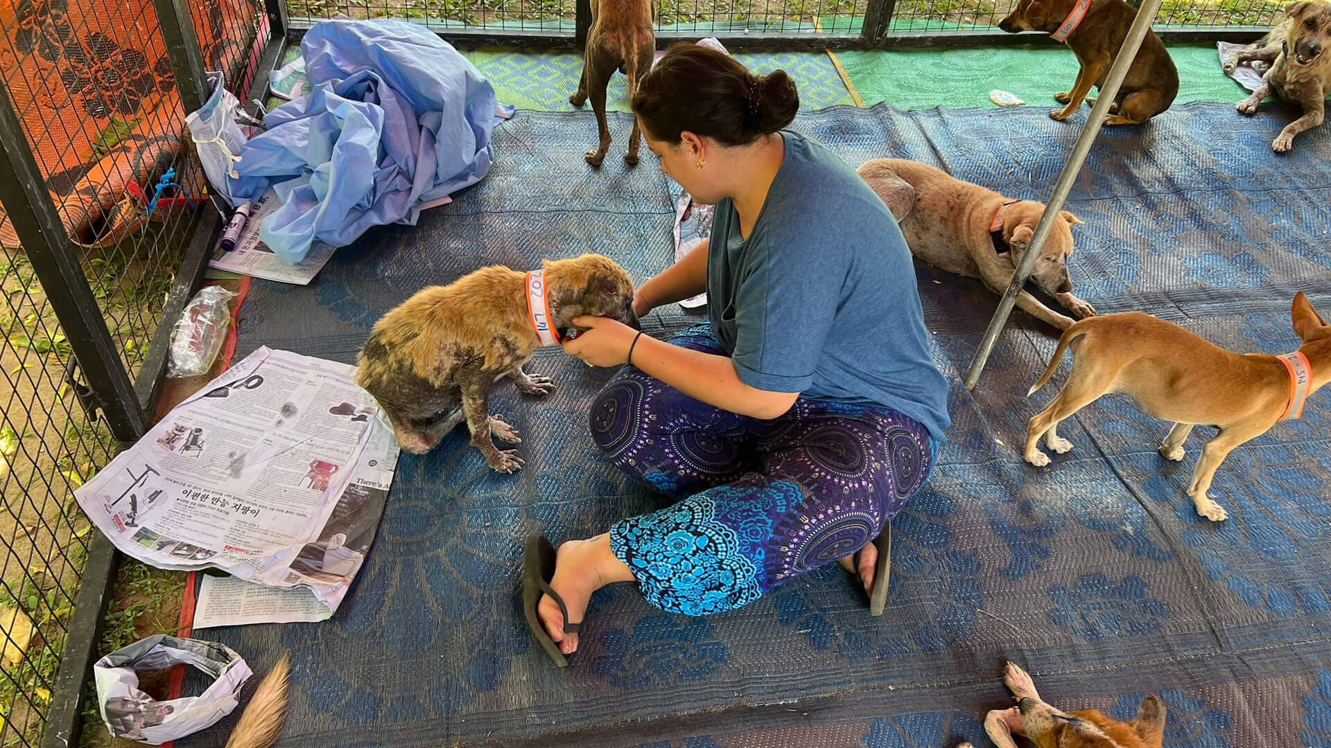 Dorchester NHS Practitioner Helps Save 175 Animals in Sri Lanka Clinic