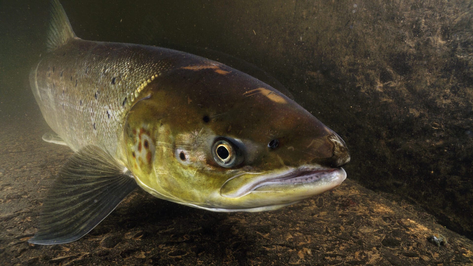 Atlantic Salmon’s Long Journey back to the River Itchen