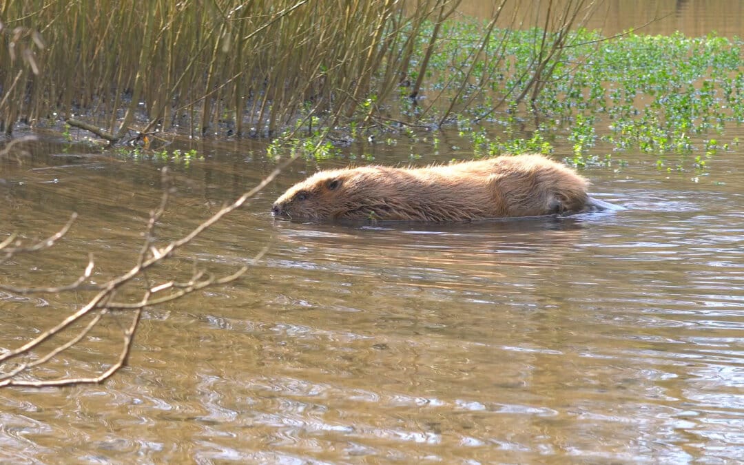 Dorset Wildlife Trust Launches Appeal to Bring Beavers Back to Dorset