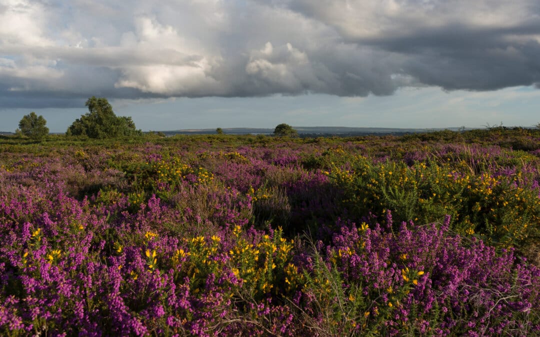 Upton Heath Saved by Successful Fundraising Campaign