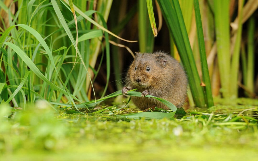 New Sanctuary Site for Nature in Hampshire