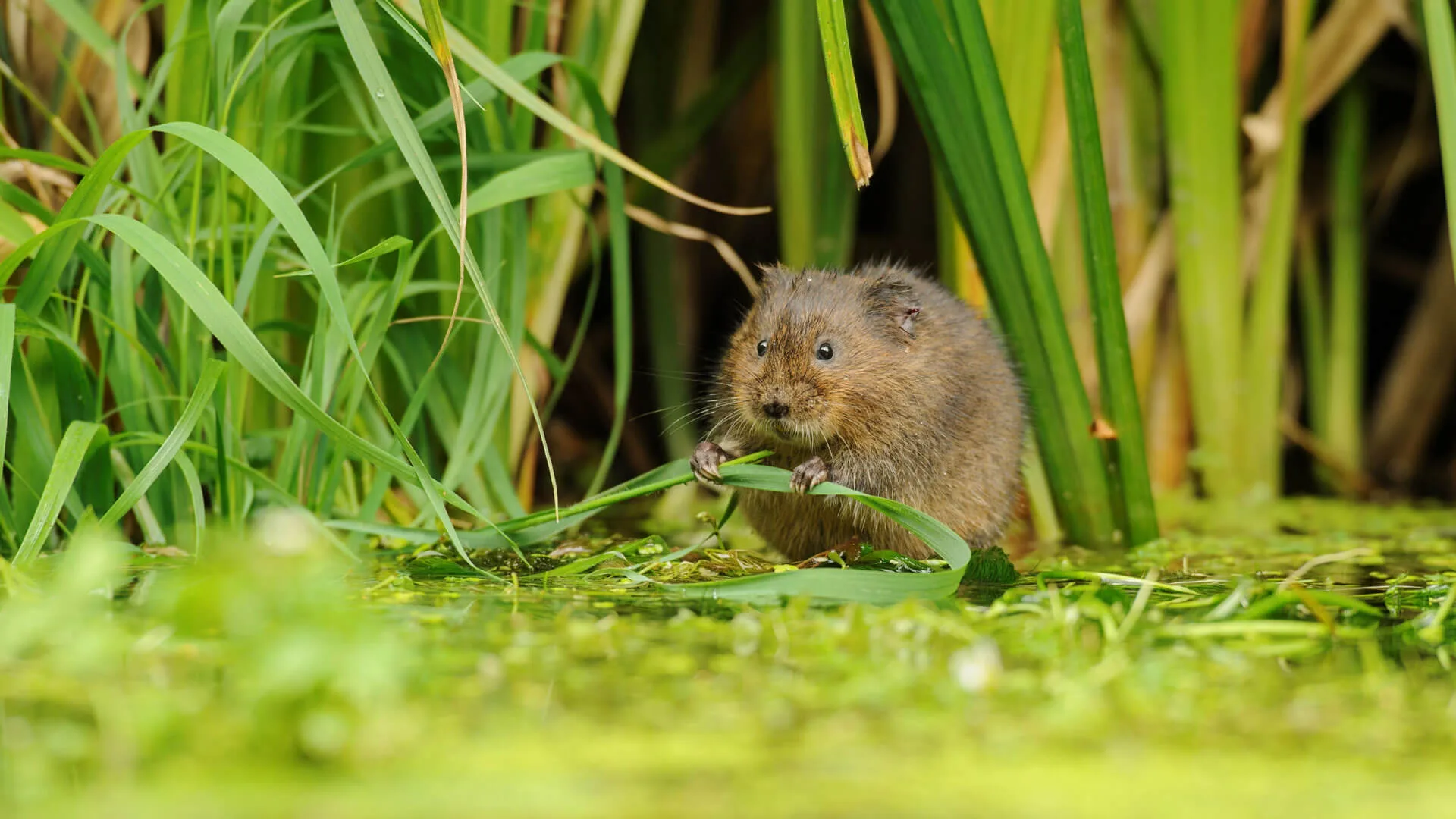 New Sanctuary Site for Nature in Hampshire