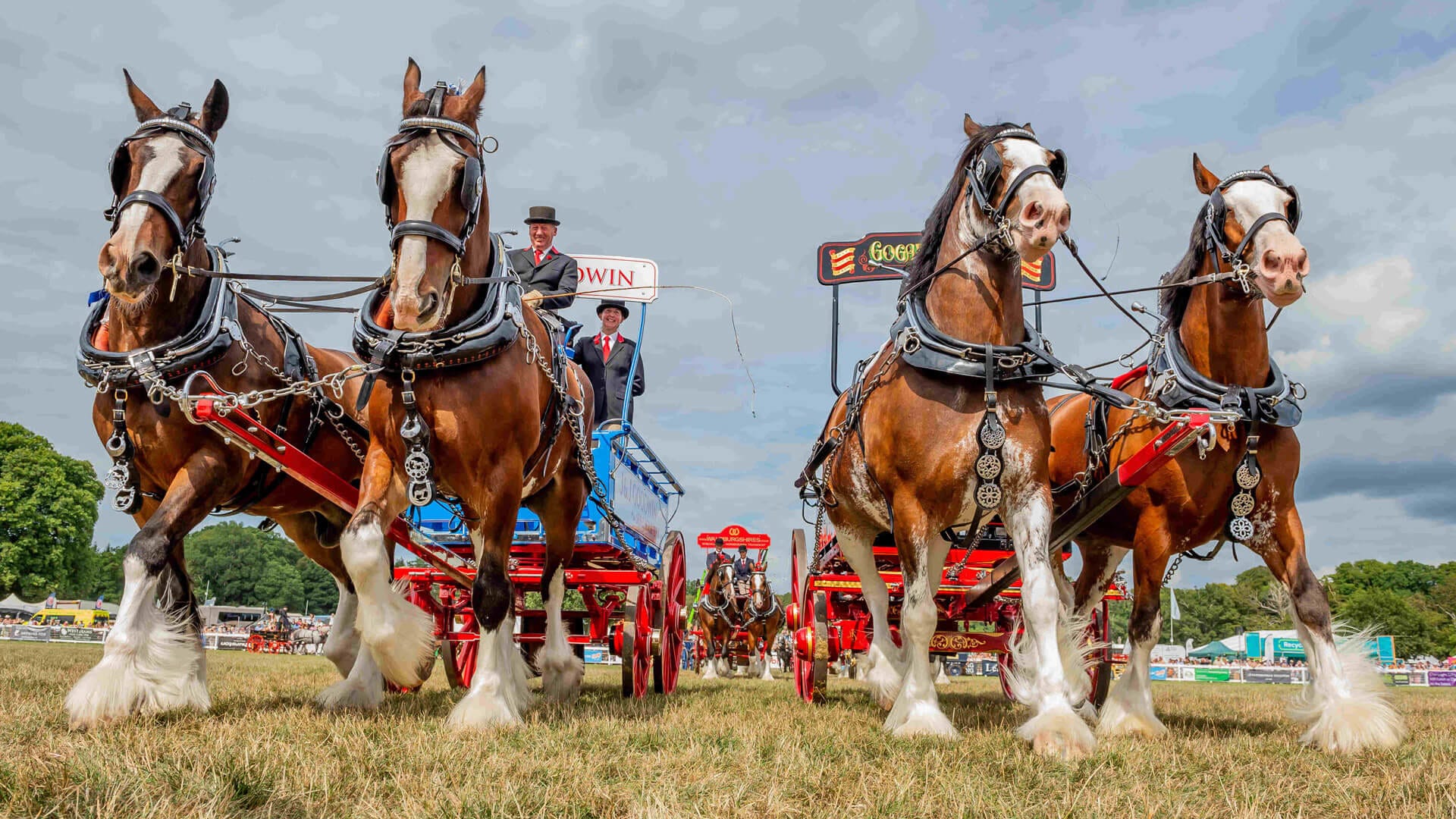 Countdown Begins for the 98th New Forest Show