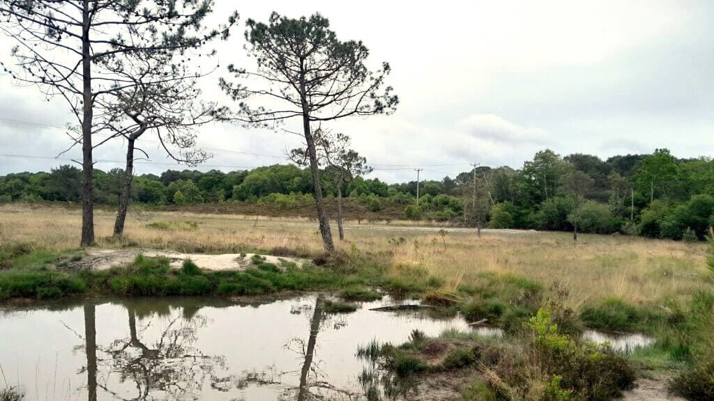 webNewly-acquired-land-at-Upton-Heath-1-Anna-Kenny