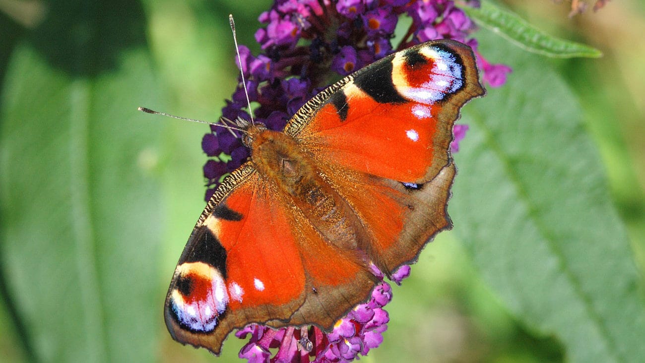 webThe-colourful-Peacock-butterfly-was-voted-Britains-favourite