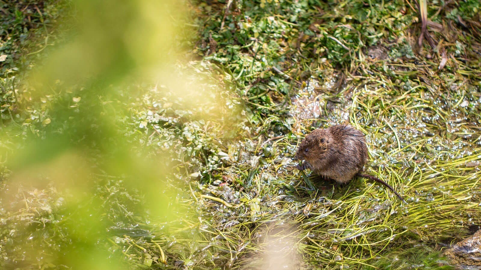 Hope for Britain’s Fastest-Declining Mammal